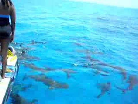 Sharks - YouTube