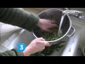 How to Prepare Fava Beans