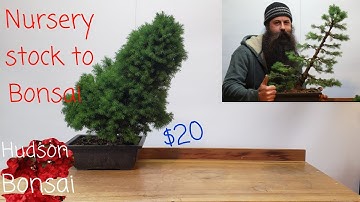 Nursery stock to Bonsai