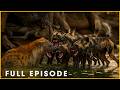 DESERT HUNTERS - Wild Dogs Chase Without Rest (Full Episode) | Nature Animal Documentary