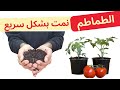 لا تزرع الطماطم بدون هذا ضع حفنة واحدة و الطماطم ستنمو بشكل سريع و لا يصدق