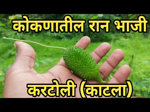 कोकणातील रानभाजी (कंटोळी, काटला) भाग- १॥Kokanatil Ranbhaji kantoli katla fagla Episode 1.