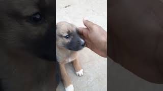 very cute puppy sound : 🐕‍🦺🐶🐕 dog barking screenshot 2