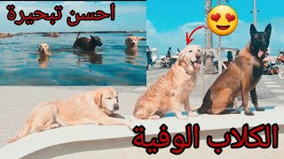 دوزت أحسن يوم مع كلابي في البحر /#وفاء الكلب و غدر الانسان