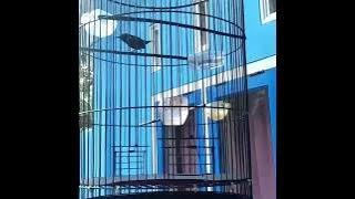 Kolibri Ninja||Konin Suara Merdu||Masteran Burung Kolibri