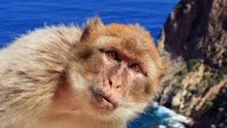 Stive Morgan Earth Breath