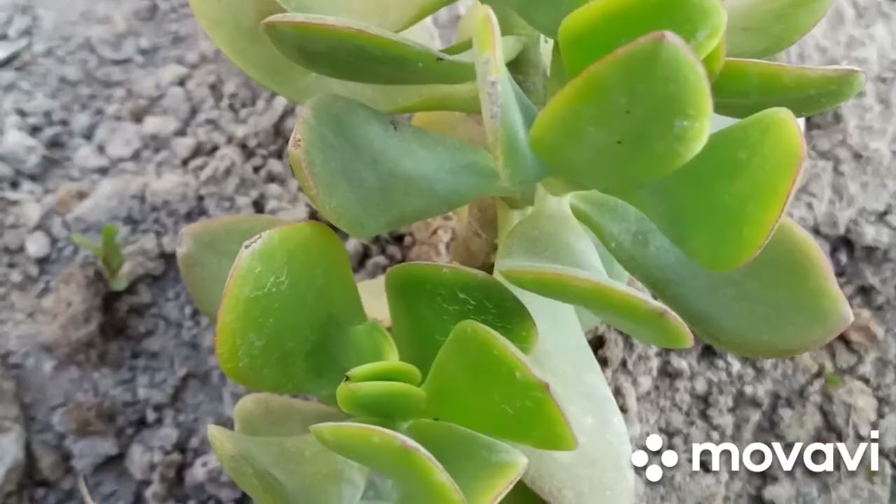 Хона гулларимизни боғдаги ҳолати