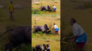 வீரமும் பாசமும் #shorts #jallikattu