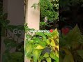 【Thai❤Cat House】17Feb2022 #shorts #cat #แมว #猫 #かわいい猫 #ネコ #बिल्ली