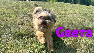 Brussels Griffon Greta From Jumping, Nipping, Unreliable to Happy, Confident, and Off Leash!