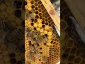 Bee Baby’s Drone and Worker Brood #bee #farming #honey #nature #alaska #baby