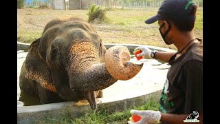 Raju's 6th Rescueversary!