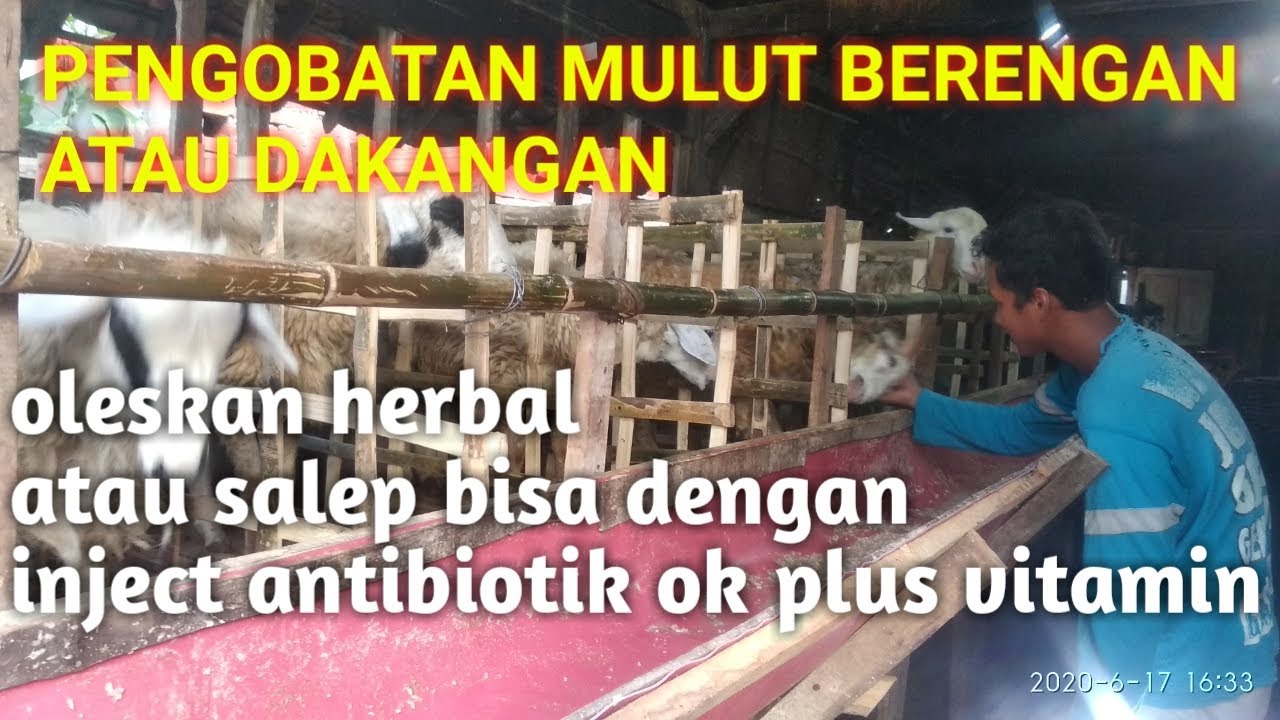 Cara mengobati koreng ( ORF ) pada mulut kambing atau domba 
