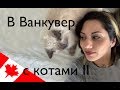 Переезд за границу - с кошками! Что нужно знать и к чему быть готовыми