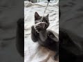 【ネズミを覚えた子猫🐱】生後1ヶ月半#kitten #고양이 #猫 #shorts #ytshorts #猫のいる暮らし #かわいい #foryou #fyp #relaxing #ねこ