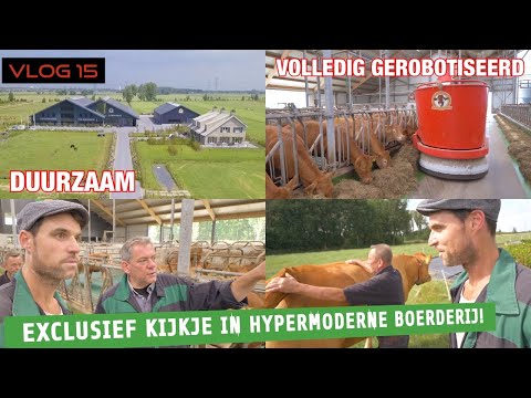 Video: Kenmerken Van Limousine Koeien