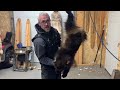 In the fur shop skinning a wolverine pt 4