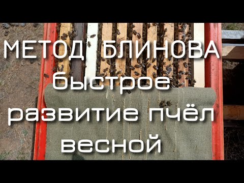 Метод Блинова. Быстрое развитие пчелиных семей весной. Весенние работы на пасеке.