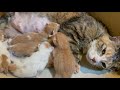 子猫6匹!チビ猫こつぶ、産後の授乳シーンを配信(5/22誕生)