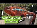 Increíble criadero de camaleones pantera!! - Camaleones gleason parte 2