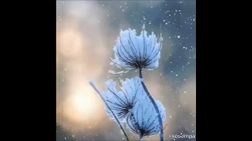 🥀 تلاوه عذبه بصوت هادئ مريح للقلب والنفس 🥀 من سوره الشوري 🥀