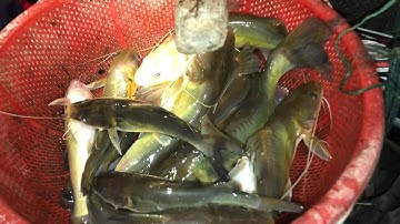 Mùa nước nổi Miền Tây . Cách Câu Cá Lăng Nhậm Nhất | Nghề Câu Đêm