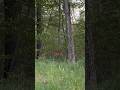 DEER!🦌 #shortsfeed #viral #shortsvideo #shorts #youtubeshorts #youtube #vlog #usa #outdoors #hiking
