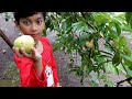 Footage: A girl in a red dress is picking guava fruit in the garden