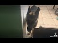 BIG DOG