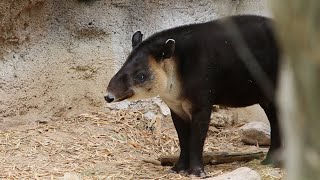 Hoofin' It With the Baird's Tapirs