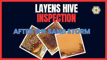 🍯First Layens hive inspection after the Sahara sand storm #beekeeping #layenshive #urbanbeekeeping