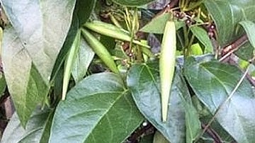 Recognizing and Removing Invasive Plants