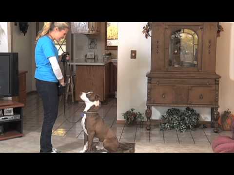 วีดีโอ: สุนัขต้อนเยอรมัน