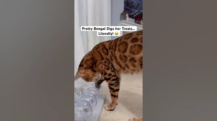 Watch the video about Pretty Bengal Cat digs her snacks… literally 😹 #smartcat #cat #kitty #bengal #cats #cutecat #fyp