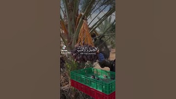 #اكسبلور #يصلك #قُرآن #المصحف #لايك #تلاوة_خاشعة #تيك_توك #حالات_واتس #تلاوة_هادئة #راحة_نفسية
