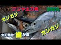 太刀魚下から攻める？上から攻める⁈　どっちなんだい？ 　#釣り ＃太刀魚＃太刀魚テンヤ＃明石＃電動リール＃SIMANO