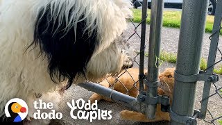 This Cat's Obsessed With The Dog Next Door | The Dodo Odd Couples This Cat's Obsessed With The Dog Next Door | The Dodo Odd Couples