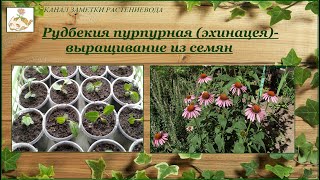 Эхинацея (рудбекия пурпурная) - выращивание из семян, от посева до цветения
