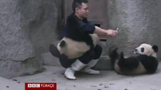حيوانات الباندا ترفض اخذ الدواء بطريقه مضحكه