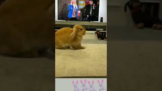 Coelho Falando Banana Tok