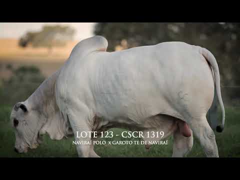 LOTE 123   CSCR 1319