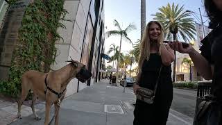 Cash 2.0 Great Dane on Rodeo Drive in Beverly Hills 54