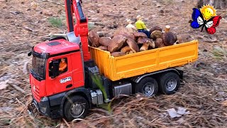 Camion Bruder Mercedes-Benzavec une grue-manipulatrice ramasse des champignons dans la forêt