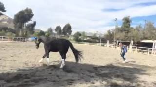 Louis  horse with Wobblers running after treatment with the Assisi Loop