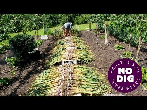 Video: Growing Garlic Scapes: Was ist ein Knoblauch Scape und wie man sie erntet