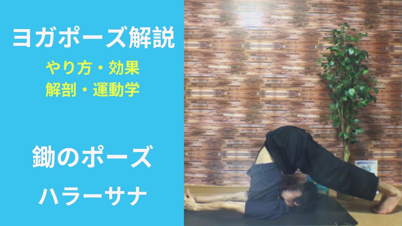 ヨガポーズ　鋤のポーズ(ハラーサナ) やり方、解剖学解説