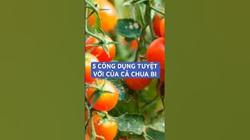 5 CÔNG DỤNG TUYỆT VỜI CỦA CÀ CHUA BI