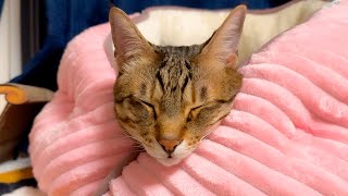 ティガーの生首が可愛すぎる件について