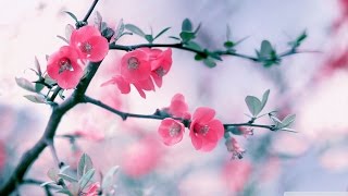 新年音樂 - 迎春花 ( Spring Flowers ) chords