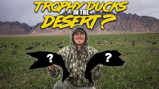 RARE DUCKS IN THE DESERT!! (FIRST TIME HUNTING ARIZONA)